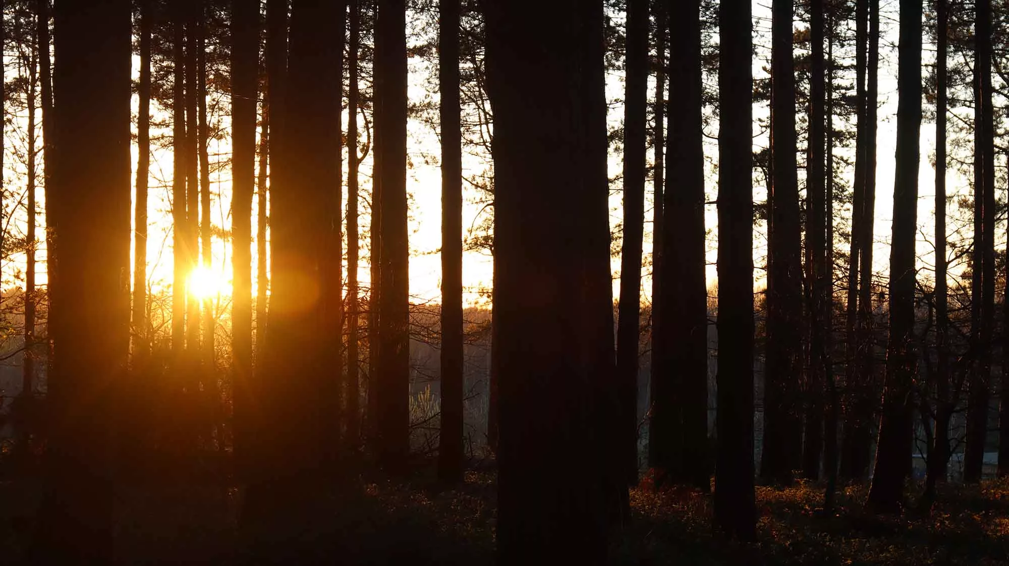 sunset thru trees